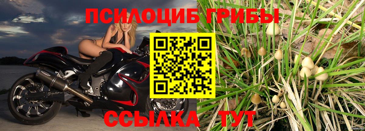 где купить   Галлюциногенные грибы GOLDEN TEACHER  Владивосток  Вход с VPN  Псилоцибиновые грибы GOLDEN TEACHER 